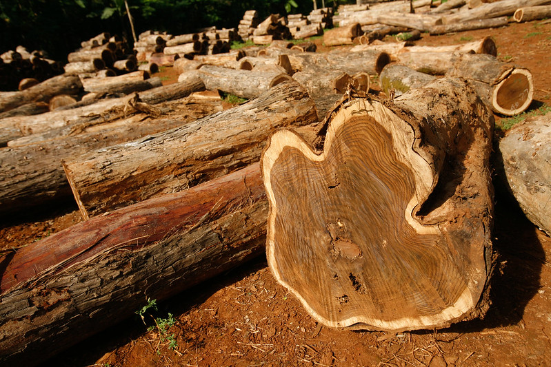 TEAK WOOD | SUDAN TEAK WOOD