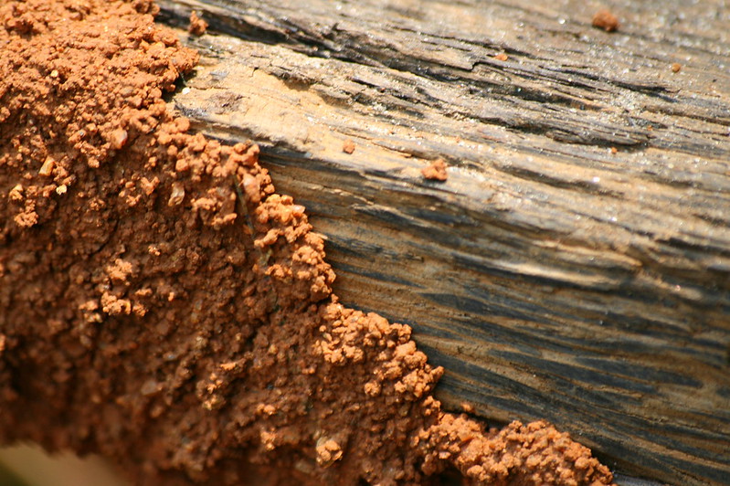 Termite resistance timber