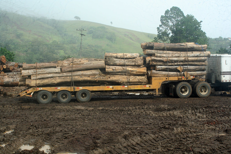 Nicaragua Teak