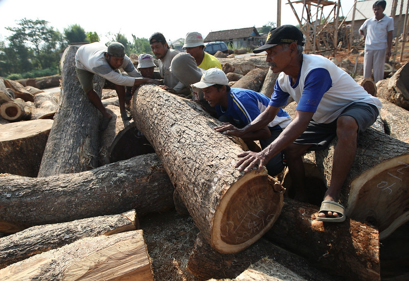 Teak wood logs